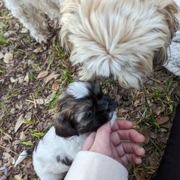 Shih Tzu Puppies from We Shih Tzu Not!