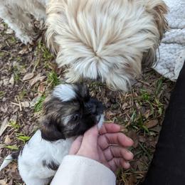 Shih Tzu Puppies from We Shih Tzu Not!