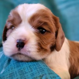 Cavalier King Charles Spaniels from Buckletucky Farm