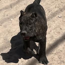 Perro de Presa Canario Puppies from Mesquite Creek Kennels