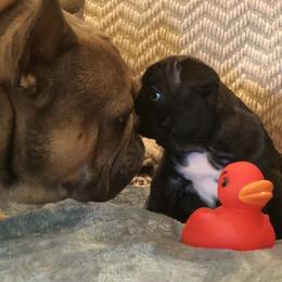 French Bulldog Puppies from Ponderosa Frenchies