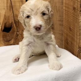 Girl 6 - Cream female Aussiedoodle puppy in Lavonia, Georgia from H & A Kennels