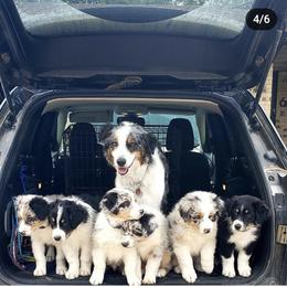 Australian Shepherds from Prairie Feather Farm