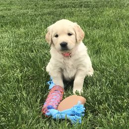 Phoebe - Pink - Golden Retriever puppy in Webster City, Iowa from Whispering Pines Precious Puppies