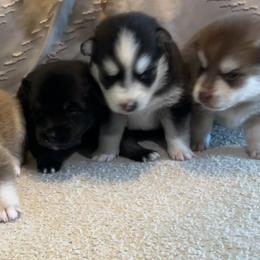 Pomsky Puppies from Pomsky Hills