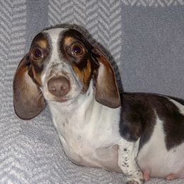 Rosie - Dachshund