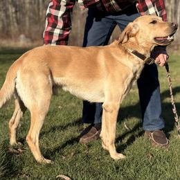 Labrador Retriever puppies from King K9 Academy