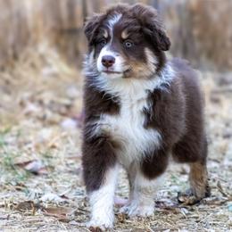 Australian Shepherd Puppies from Dream E River Ranch