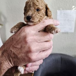 Churro - Cafe au lait male Poodle puppy in Chandler, Arizona from Fabi Poodle