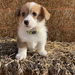 Pembroke Welsh Corgi Puppies from Whistling Wind Corgi’s