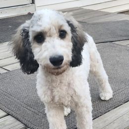 Freedom - Sable and white female Cockapoo puppy in Mancelona, Michigan from Lavender poodles & doodles