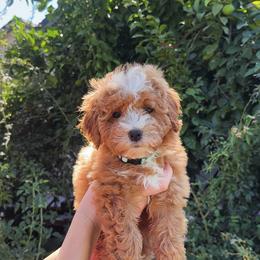 Poppy - Apricot female Goldendoodle puppy in Rio Linda, California from GoldendoodlePaw
