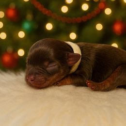 White - Chocolate and tan male Yorkshire Terrier puppy in Selden, New York from Alisha's Yorkshire Terriers