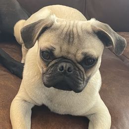 Bob - Pug
