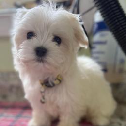 Camille - White female Maltese puppy in Colonial Beach, Virginia from BeachRidge Pups