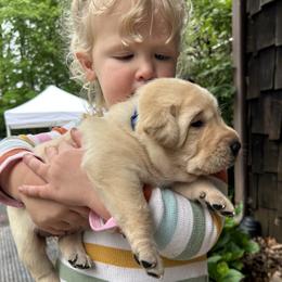 Murphy - Yellow male Labrador Retriever puppy in Alger, Ohio from Osborne Family Retrievers