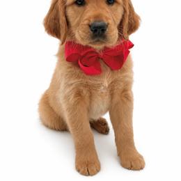 Poppy - Dark golden female Golden Retriever puppy in Chicago, Illinois from Urbane Retrievers
