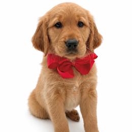Poppy - Dark golden female Golden Retriever puppy in Chicago, Illinois from Urbane Retrievers