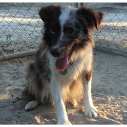 Chili - Miniature Australian Shepherd
