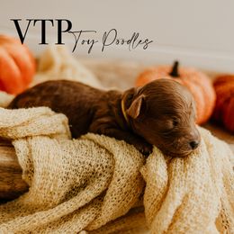 Girl 2 - Poodle puppy from Vegas Toy Poodles