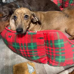 Millie - Dachshund