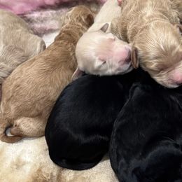 Goldendoodles from Doodle Café