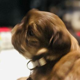 Buster - Sable male Shih Tzu puppy in Merrillville, Indiana from Gibbs Gorgeous Paws LLC