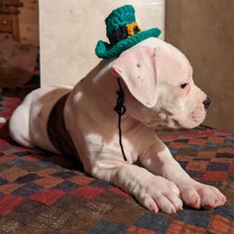 American Bulldog Puppies from Ugly Kluck Farm