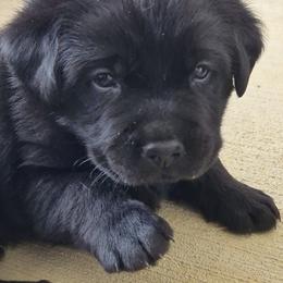 Dio (blue collar) - Black male Labrador Retriever puppy in Greenwich, Ohio from Pure Gem Kennel