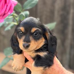 Beau - Black and tan male Dachshund puppy in California from Longboard Dachshunds