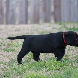 Labrador Retriever Puppies from Goggins Lonestar Farms