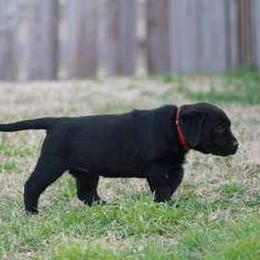 Labrador Retriever Puppies from Goggins Lonestar Farms