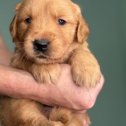 Persimmon - Dark golden female Golden Retriever puppy in Eustis, Florida from Earley Goldens
