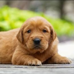 Navy - Dark golden male Golden Retriever puppy in Saint Joe, Indiana from Golden Acres Farm