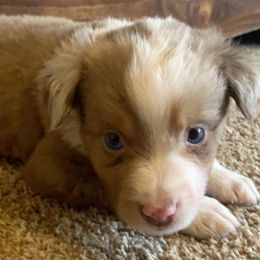 Australian Shepherd, Miniature Australian Shepherd, and Toy Australian Shepherd Puppies from KNJ Aussies