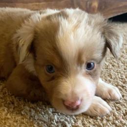 Australian Shepherd, Miniature Australian Shepherd, and Toy Australian Shepherd Puppies from KNJ Aussies