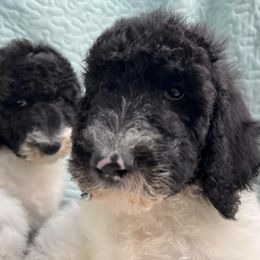 Goldendoodle and Poodle Puppies from Elizabeth Rocha's Doodles