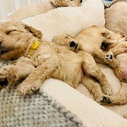 Goldendoodle Puppies from Southernly Sweet Doodles