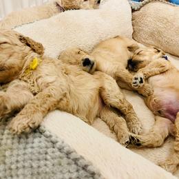 Goldendoodle Puppies from Southernly Sweet Doodles