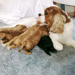 Cavachon, Cavalier King Charles Spaniel, and Cavapoo Puppies from Comfort Cavs