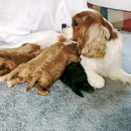 Cavachon, Cavalier King Charles Spaniel, and Cavapoo Puppies from Comfort Cavs