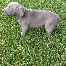 Girl 3 - Weimaraner puppy in Lone Camp, Texas from Bullard’s Weimaraners
