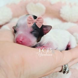 Ocean - Parti female Yorkshire Terrier puppy in Greenwood County, South Carolina from TCB Yorkies