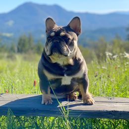 Pops - French Bulldog