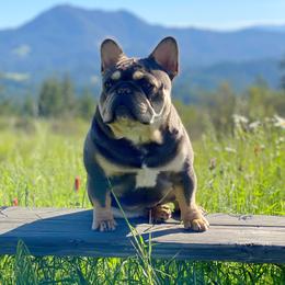 Pops - French Bulldog
