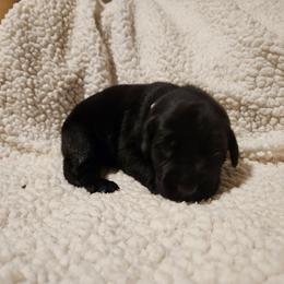 Jeanette - Black female Labrador Retriever puppy in Davenport, Washington from LynnDee's Kennel
