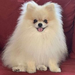 Dyno - Pomeranian