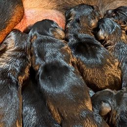 Female 2 - Black and rust female Doberman Pinscher puppy in Tallmadge, Ohio from Premier Dobermans