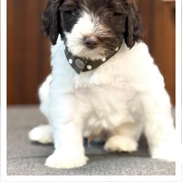 Mister Brown - Chocolate male Australian Labradoodle puppy in Wake Forest, North Carolina from Lucky Country Labradoodles