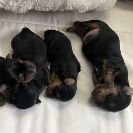 Yorkshire Terrier puppies from Cristian's Yorkshire Terriers